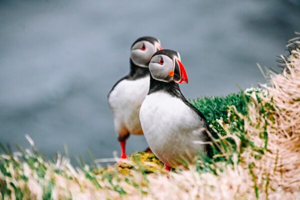 puffins