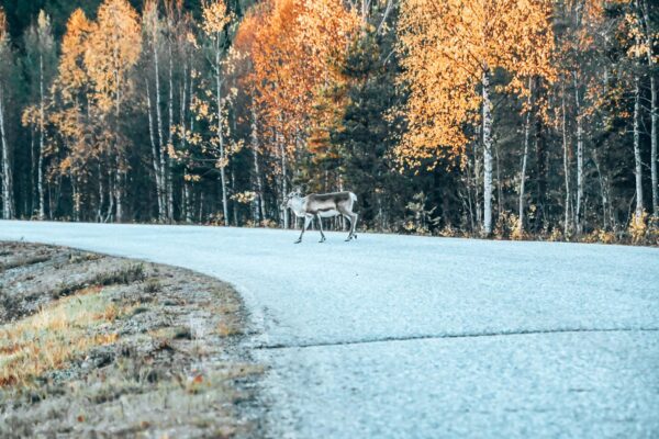Svezia in Autunno