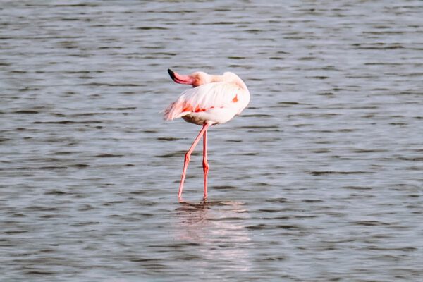 Fenicotteri in Sardegna