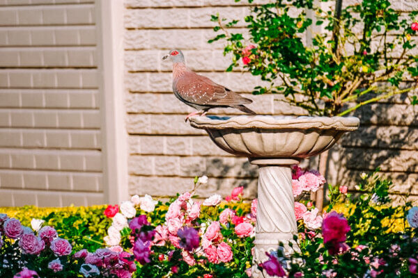 Dove Dormire a Pretoria