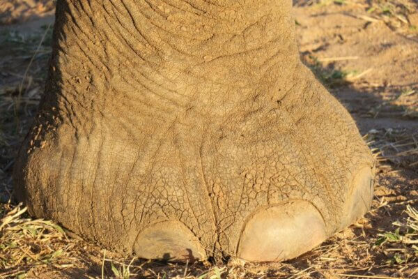 Elefanti Africani