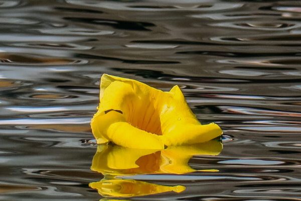 Ganga Talao