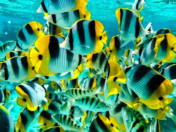 BORA BORA QUANDO ANDARE