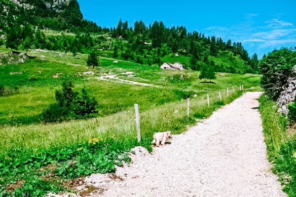 Trekking al Lago Coldai