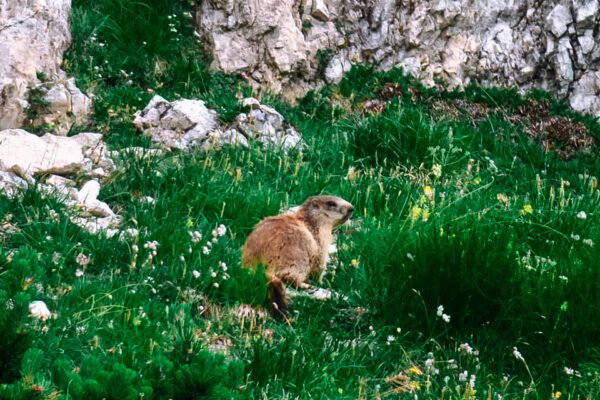 Trekking al Lago Coldai