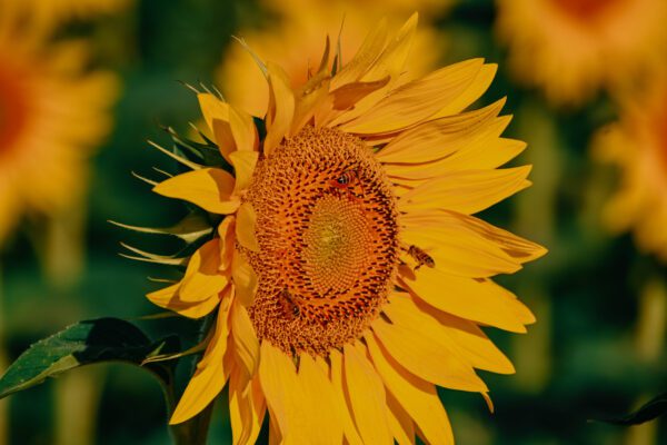 CAMPO DI GIRASOLI: VENETO