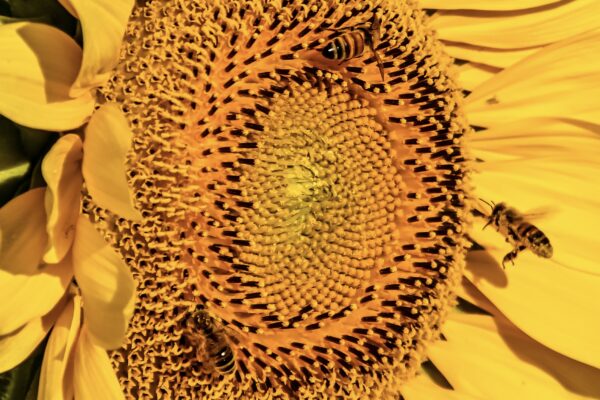 venezia girasoli