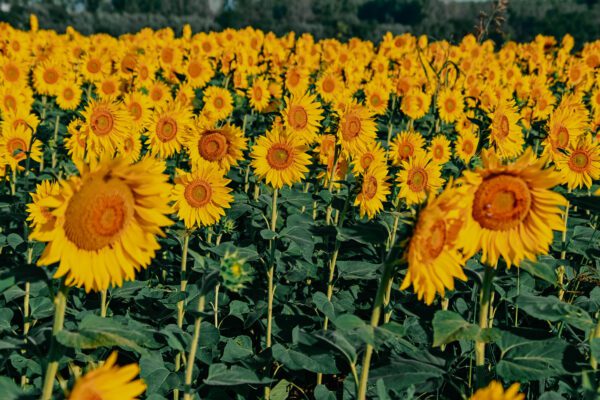 CAMPO DI GIRASOLI: VENETO