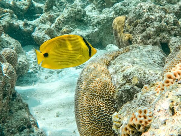 5 COSE DA FARE ALLE MALDIVE
