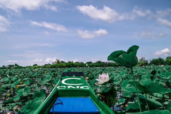 Lotus Farm a Siem Reap