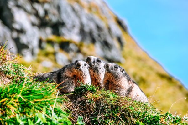 Marmotte al Grossglockner