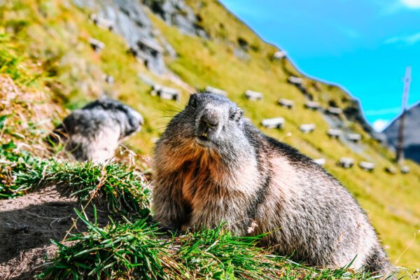 Marmotte al Grossglockner