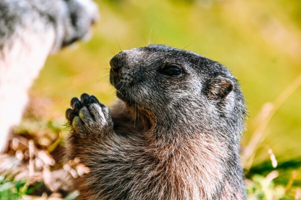 Marmotte al Grossglockner