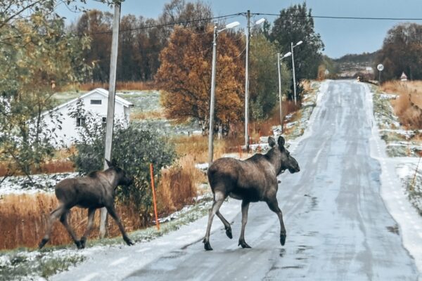 norvegia