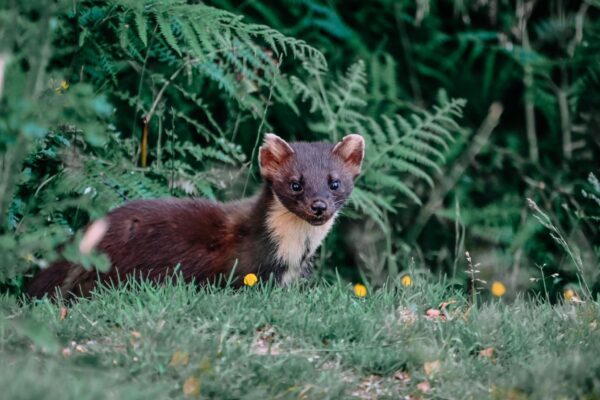 Alloggio da Sogno in Scozia