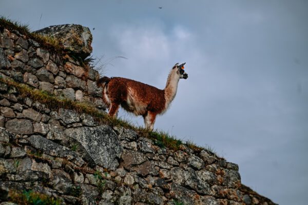 Machu Picchu nel 2025