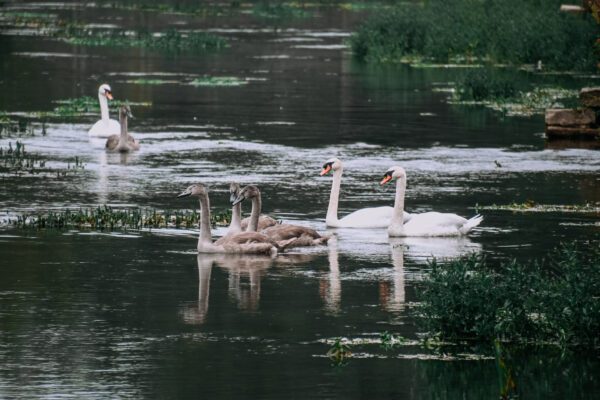 Cotswolds cosa vedere