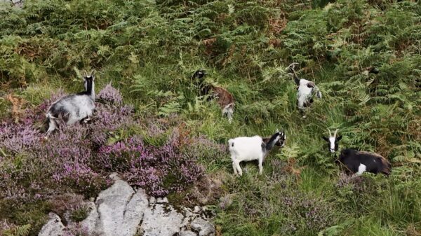 Galloway Forest Park in camper